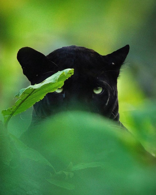 Photo by @yashasnarayan The well kept secrets of the jungle. #wild #kabini #nature #wildlife #animal