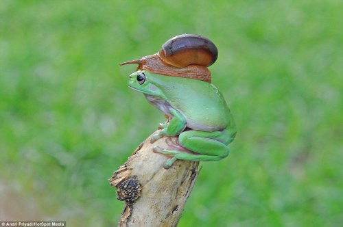 magicalnaturetour: (via Photographer captures moment snail perches on Australian tree frog in Indone