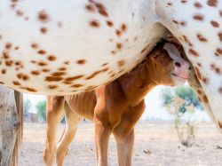 earthlynation:  A Mother’s LovePhotograph by Oscar Medina, National Geographic Your ShotA foal snuggles up to its mother at a private zoo in Querétaro, Mexico. “I was attracted by the newest member of a family of horses that was running around the