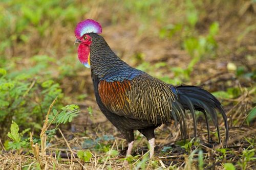 loneliii-aura:dimetrodone:Galliformes are just sparklechickens@lotsandlotsofbirds