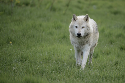 wolvenrealm:  By Robert McDonagh  
