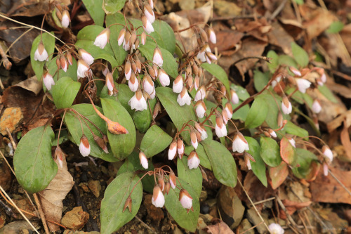 A week and a half into April and despite a cold snap, the first wave of spring ephemerals is making 