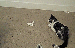 Catsdogsblog:  More Gifs Http://Catsdogsblog.com
