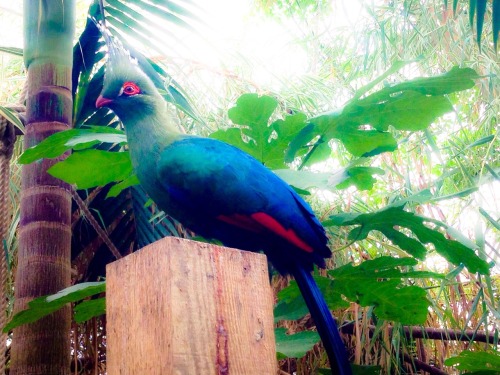 Schalow&rsquo;s Turaco