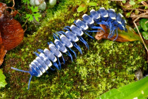 ftcreature: The Featured Creature: Stunning Bright Blue Cloud Forest Millipede Is Sure to Shock You 