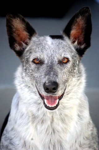 thepaintedbench: Australian Blue Heeler