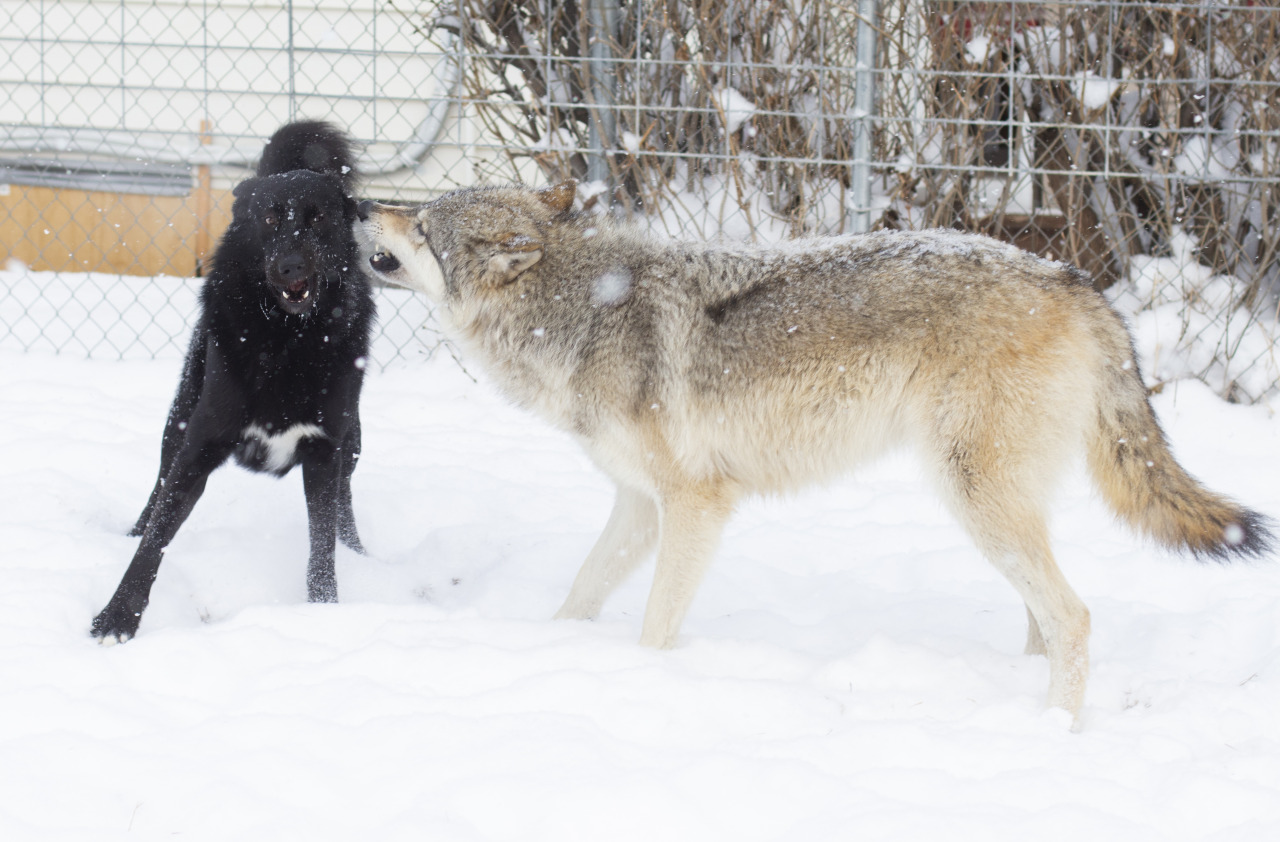 Warden & Zephyr are good friends <3 