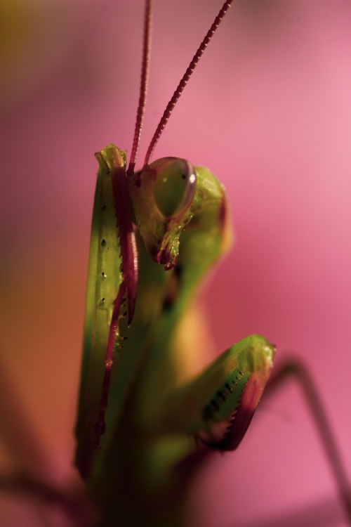 Important Question! If Your Mantis Magos Was To Facepalm, Would He Do So With His "regular" Hand, Mantis