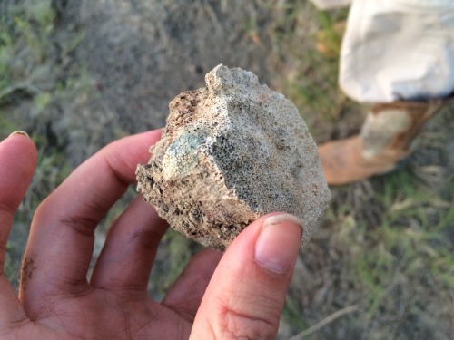 anomalokaris:Montana Dinosaur Dig: Day 1My 1st full day, we were prospecting on exposures just outsi