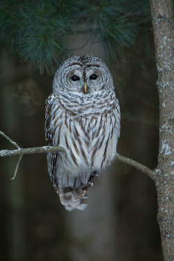 wonderous-world:  Whoo’s There? by Alex