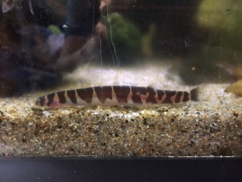 jayrockin:Pet highlights of the day: croissant with feet and Peaches, the loach with many heart mark