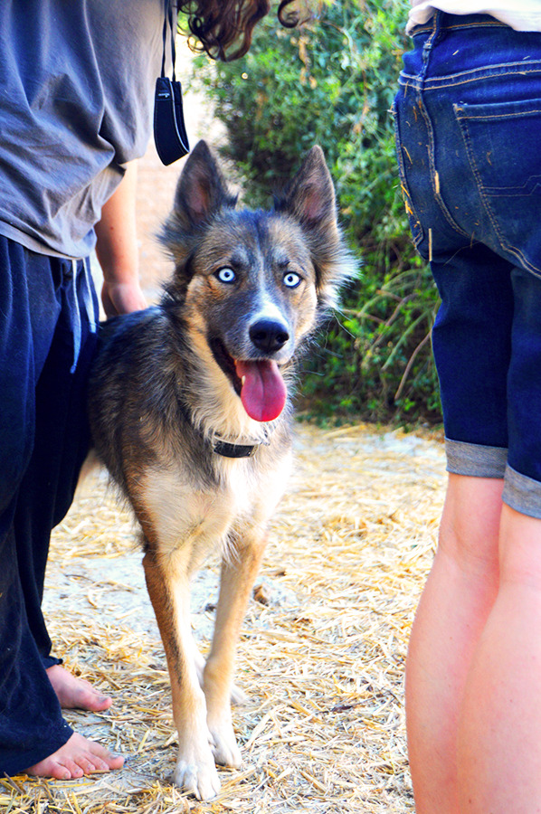 danekez:  Wolfdogs! Well, mostly Wolfdogs. That pretty girl with the STRIKING blue