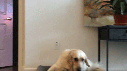dogiplier:  Chica went through so many emotions in so little time