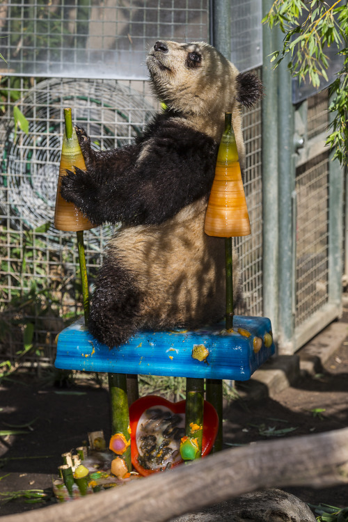 sdzoo:  Our sixth giant panda cub, Xiao Liwu (aka Mr. Wu), celebrated his second birthday with an elaborate ice cake and tasty treats.