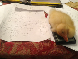 monobeartheater:  wowwoohoo:  So I can’t do my math homework cause my duck fell asleep on my calculator..  send this picture to your teacher they will understand 