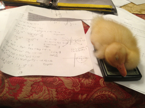 thatsnotwatyourmomsaid: wowwoohoo: So I can’t do my math homework cause my duck fell asleep on