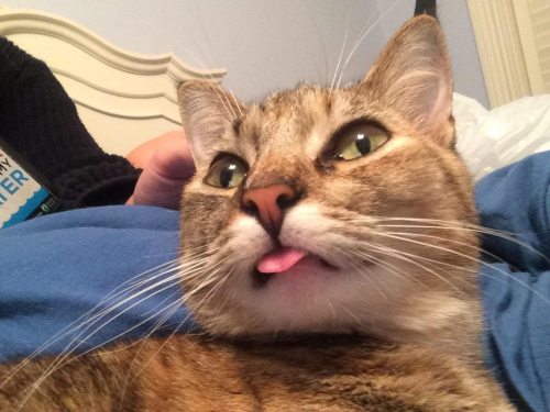 dailyblep: Doodle blessed me with a blep for my cakeday!!dailyblep.tumblr.com source: imgur.c