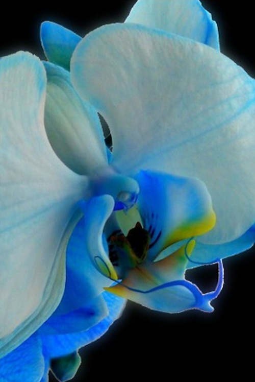 flowersgardenlove: Blue orchid Flowers Garden Love