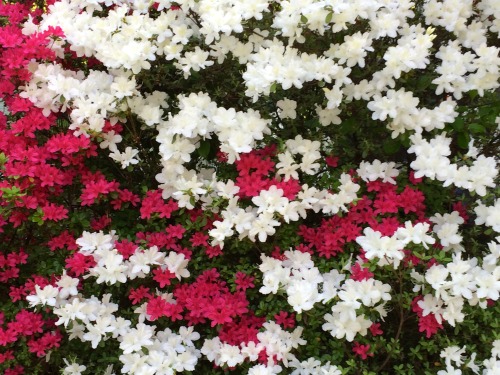 Red and White Azelea (Rhododendron app.), Fairfax County, Ole irginny, 2014.