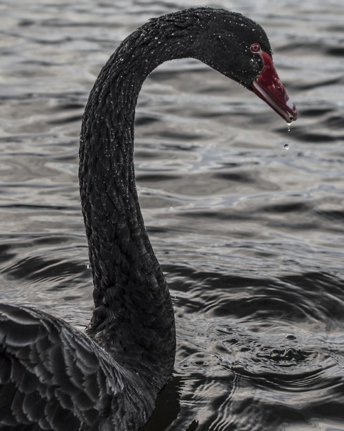 Black Swan