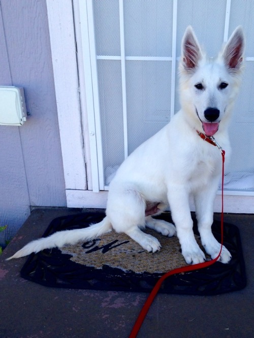 He figured out how to open doors and unlatch our yard’s gate, I can’t believe this guy. He also lear