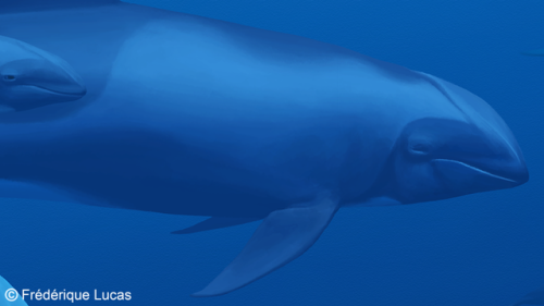 namu-the-orca:  As above, so is below A pod of Melon-headed whales cruises through the deep blue wat