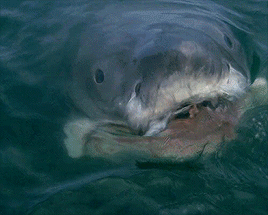 stydixa:You know, a thing about a shark, he’s got lifeless eyes. Black eyes, like a doll’s eyes.Jaws