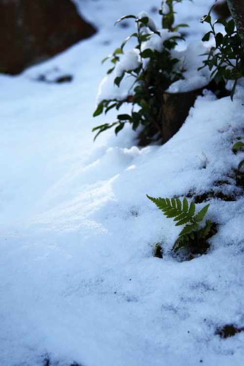 syohei:雪の隙間から。From the crevice between snowy 