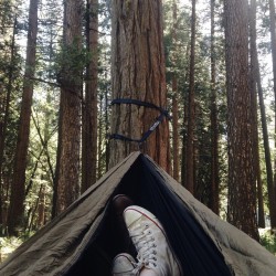vacillavi:  Goodmorning California. #vscocam #ACMNP2015 #wildlyseek (at Yosemite National Park)
