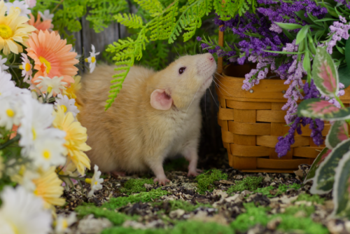 Just another squeaker dog smelling the flowers.