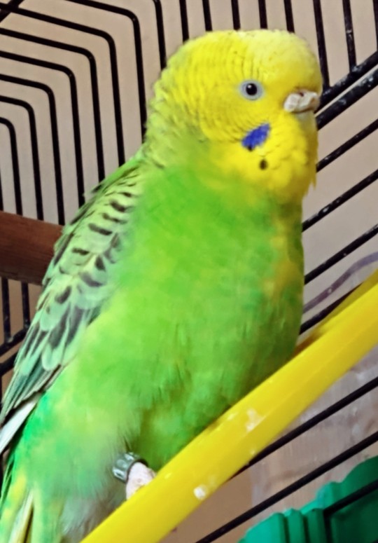 CW: pets, death and dying under the cut.ALTOur last budgie, Charlie, passed away