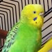 CW: pets, death and dying under the cut.ALTOur last budgie, Charlie, passed away