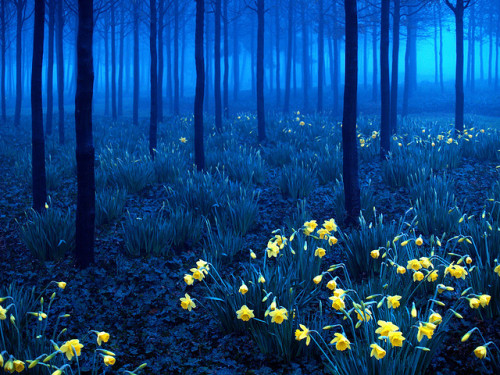 oculi-ds: 1033 Daffodils (blue version) by andy linden on Flickr.