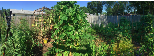 joannapedroza:Vegetable garden stages 1, 2 and 3…. can’t believe this is the same garden.What a beau