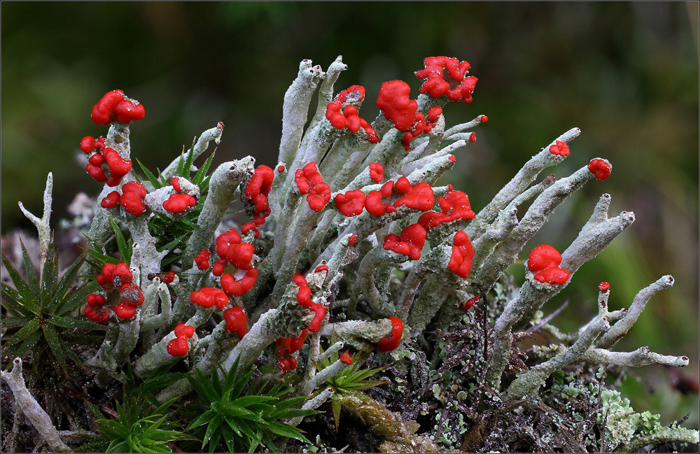 wapiti3: LICHENS vor dem Harz photos 