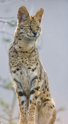  Standing serval (by Tambako the Jaguar)