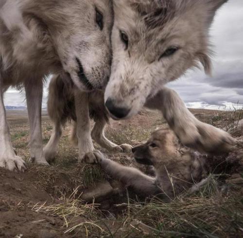 awed-frog:Arctic wolf cub with its parents [Photographer: Ronan Donovan] 