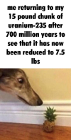 daughter-of-sapph0:I love these memes. poor little borzoi doesn&rsquo;t understand