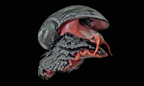 This Is A Metal Snail (Volcano Snail) That Lives On Underwater Volcano Vents In The Indian Ocean. Its