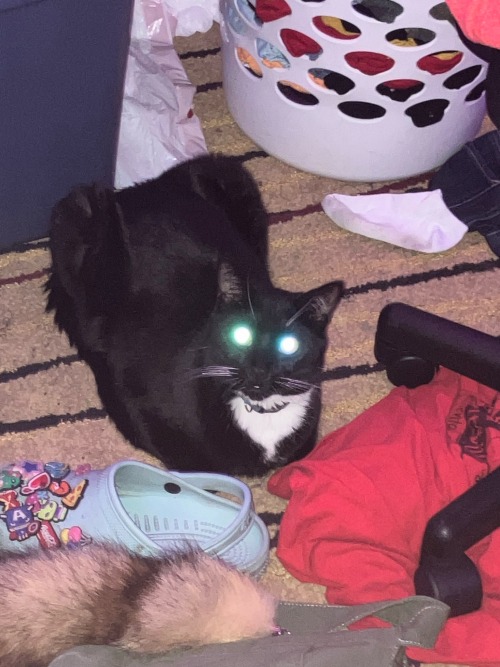 HELP I TRIED TO TAKW A PIC OF HIM LOAFING AND HE LOOKS LIKE A GODLIKE BEING WTF BABSBDH