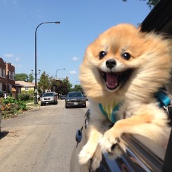 bodylightsound:  duhdoydorothy:  me as a blonde  i want to look at this dog photo forever 