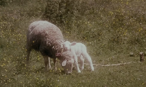 wike-wabbits:Immoral Tales (Walerian Borowczyk, 1974)