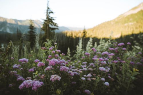 expressions-of-nature: Mount Rainier National Park by Peter Thomas