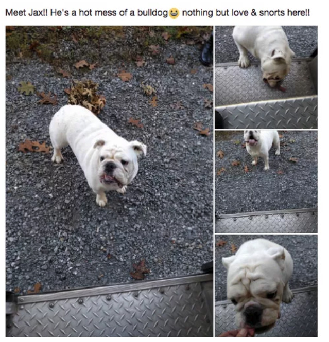 buzzfeed:  UPS DOGS is quite possibly the best group on Facebook.