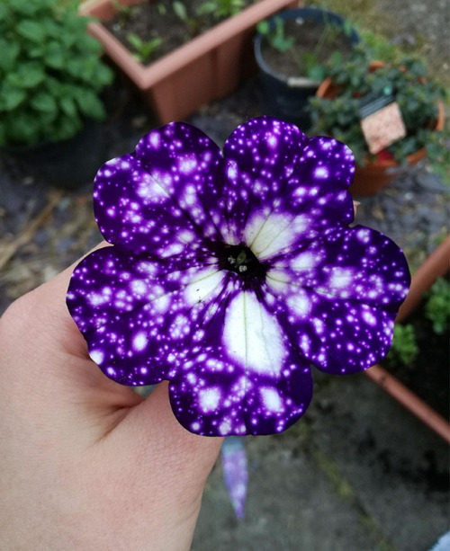 sixpenceee:  Known as Petunia cultivars, Night Sky Petunias are a deep purple flower that’s characterized by the unique patterns on their petals. Much like their name suggests, these mesmerizing plants bloom to reveal a stunning plethora of white stars