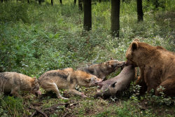 her-wolf: Picture by Lwp Kommunikáció    	 Brumi the bear and wolves Kosa and Volko from the Rufus pack, fighting over a carcass.  