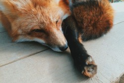 everythingfox: 🦊❣️