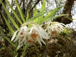 orquidofilia:  Thunia alba var. alba, in