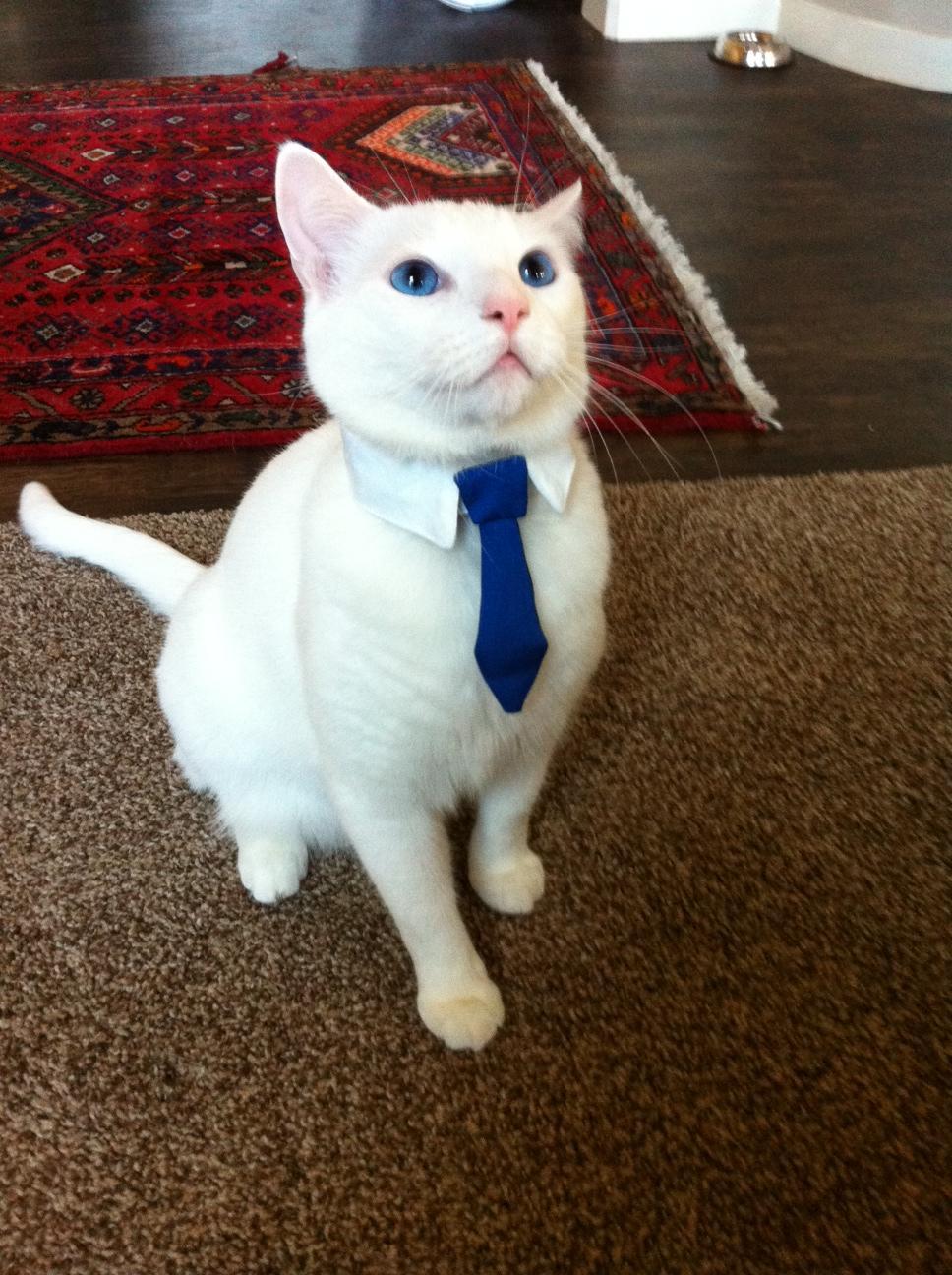 catsbeaversandducks:  10 Cats That Are Truly Happy With Their Careers“It’s never