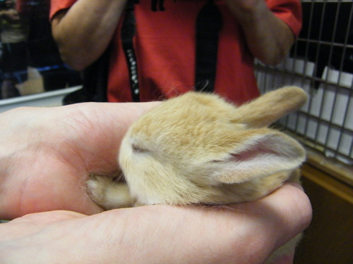 fortunas-sands:  Baby bunny photos from the Georgia House Rabbit Society! 